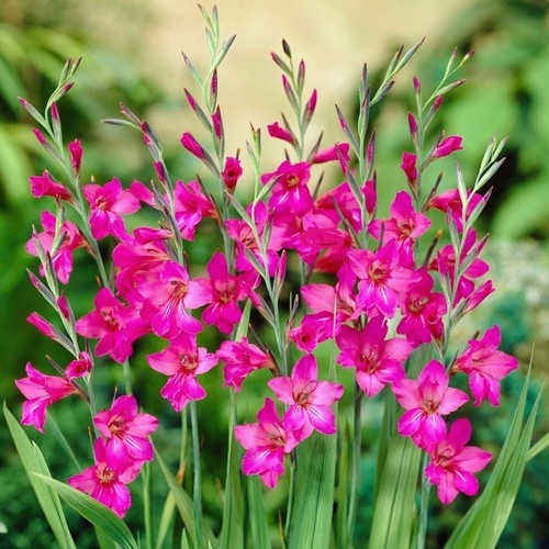 Gladioli byzantinus - gladioli,