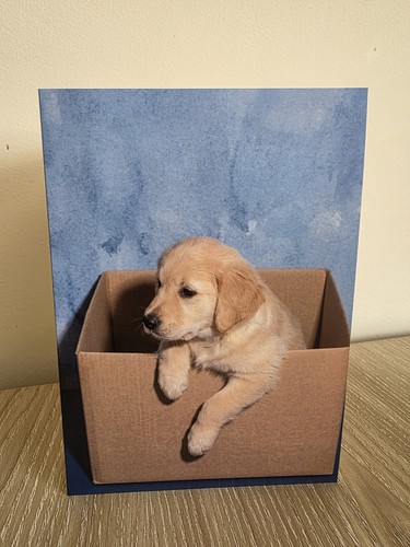 Golden retriever puppy plain - golden,