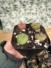 Conophytum Maughanii succulent