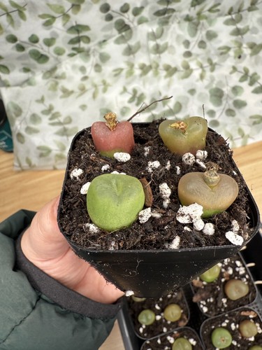 Conophytum maughanii succulent - conophytum,
