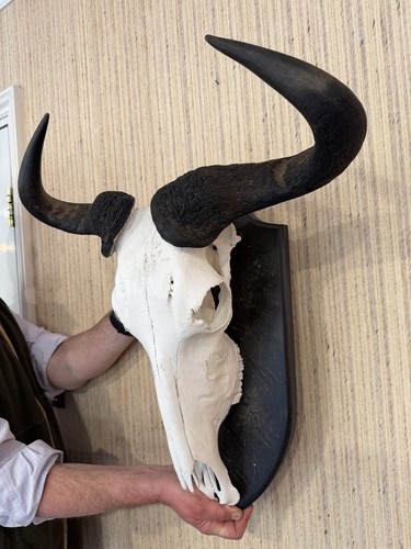 Taxidermy blue wildebeest - taxidermy,