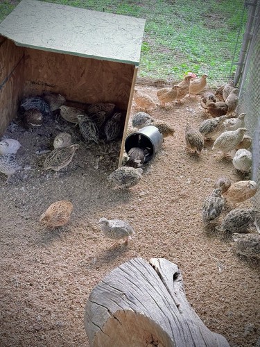 Coturnix quail - coturnix,