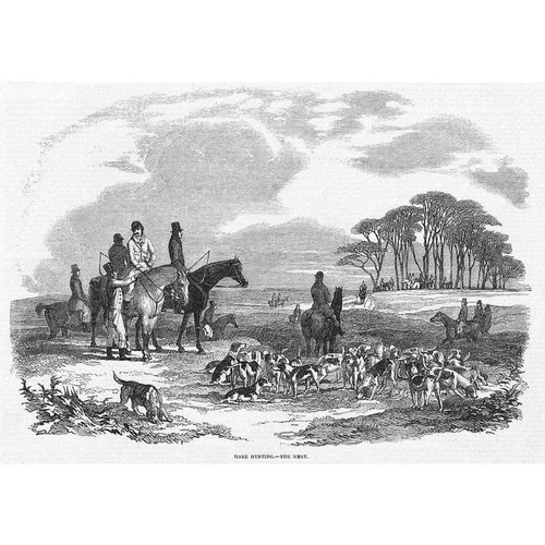 Hare hunting the meet - hare,