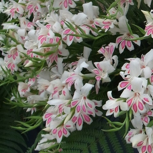 Gladioli nymph nanus white - 10,