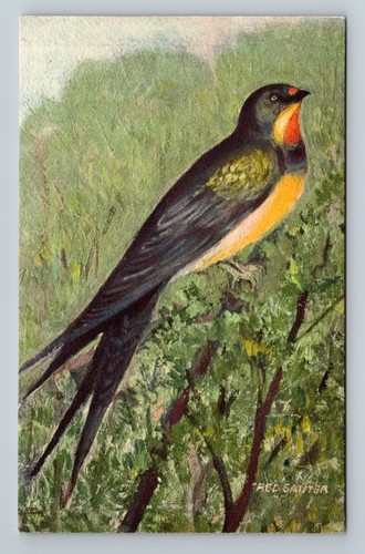 Art postcard birds 75 - birds,