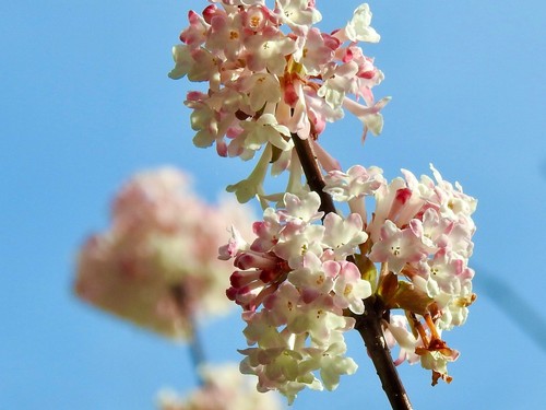 Viburnum bodnantense deben - bodnantense, 'deben'