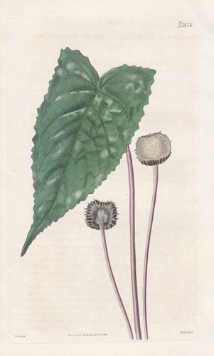 Dorstenia arifolia dorstenie - dorstenia,