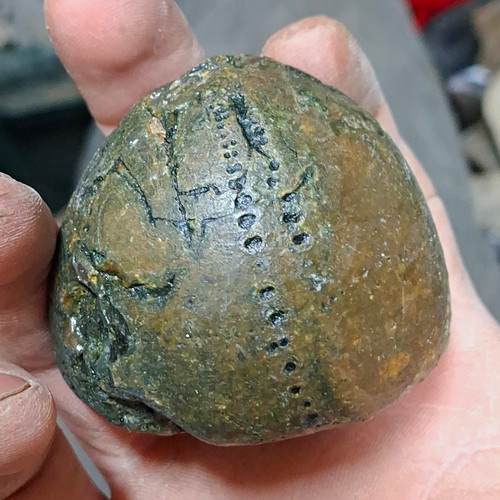 Natural echinoid - natural,