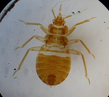 Antique  Microscope Slide.   Bed Bug.
