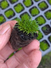 40 x Irish Moss - 2cm Plug Plants - Sagina Subulata - Sagina hawaiensis 'Supreme