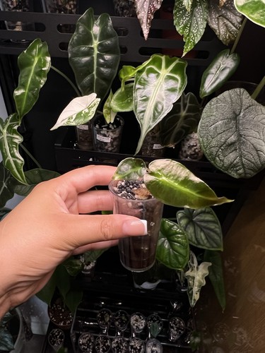 Alocasia polly - alocasia, (amazonica)
