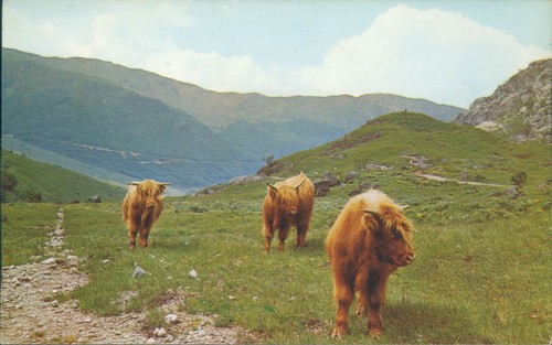 Highland cattle pt35561 - highland,