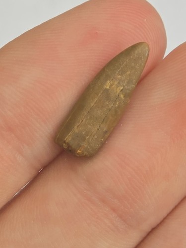 Sauropod dinosaur tooth - dinosaur, fossil