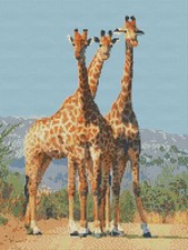 Giraffes africa count - giraffes, 14