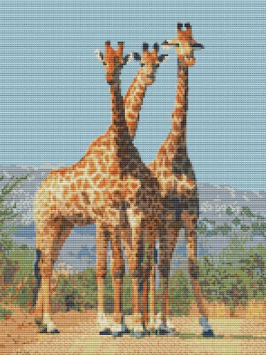 Giraffes africa count - africa,