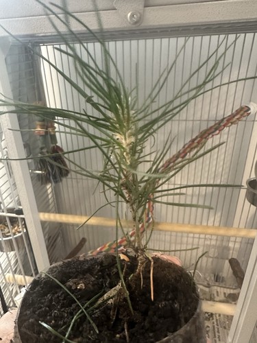 Japanese black pine bonsai - black,