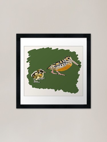 American woodcock with baby - american,