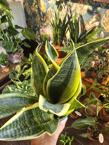 Sansevieria futura superba - futura,