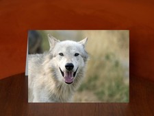 Lone wolf at the Wild Animal