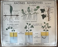 Botanical Vintage botanical