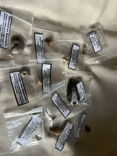 Fossil job lot ammonites - fossil,