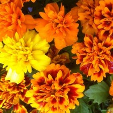 French marigold mini - , plug