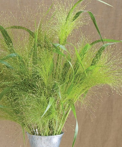 Panicum elegans sprinkles - panicum,