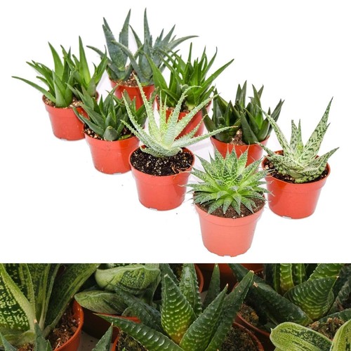 Aloe vera plant mix 6 - -,