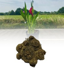 1-10 ZANTEDESCHIA PINK GIANT