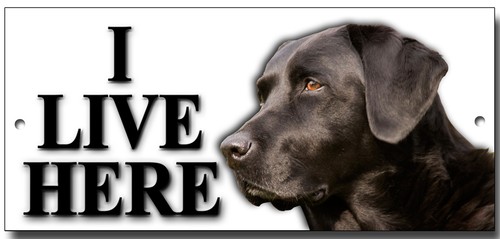 Labrador live here metal - "i,