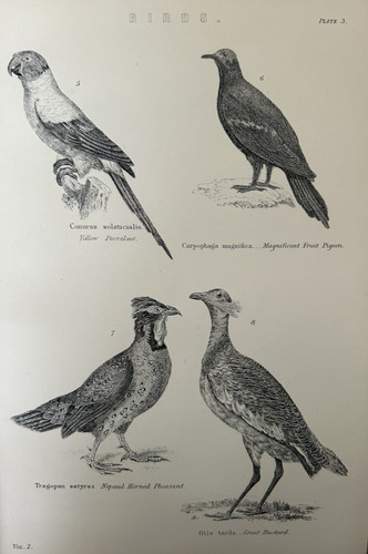 Antique bird print c1870s - print,