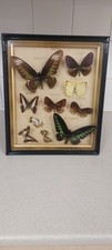 Antique Butterfly Specimen Collection Cased South East Asia