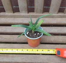 Aloe striatula young plant - aloe, striatula.