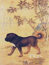 Painting Animal Castiglione Prized Dogs Cangni Tibetan Mastiff Art Print Lah371B