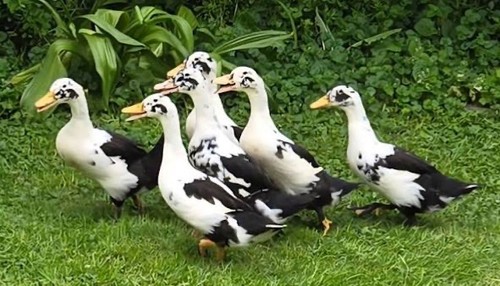 Ancona duck hatching eggs - duck,