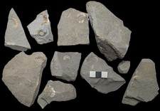 10 unprepared ammonite