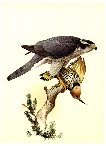 1966 vintage print goshawk - vintage,