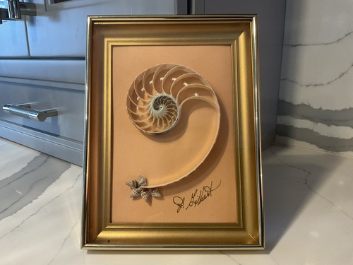 Sea shell picture chambered - sea,