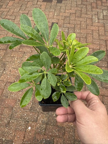 Umbrella plant cm pot - in,