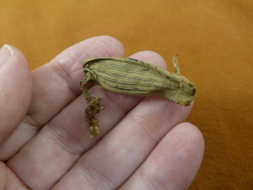 Catshark cat - 1-1/2",