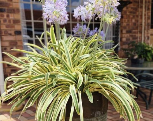 New agapanthus zambezi - new, great