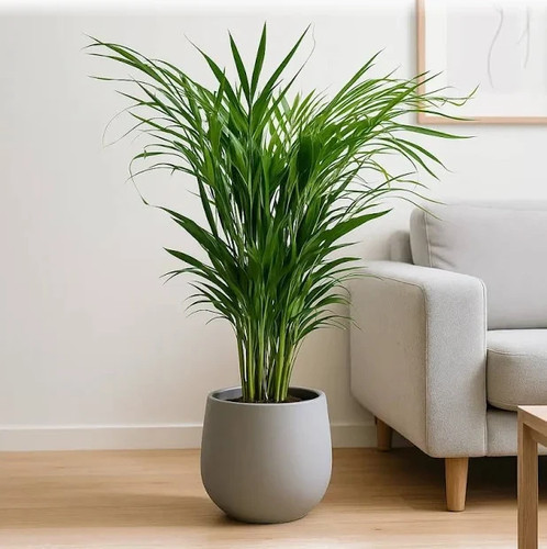 Dypsis lutescens areca palm - areca,