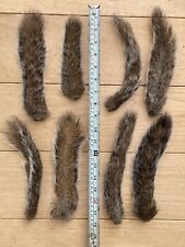 10 Dried Grey Squirrel Tails Fly Tying…..