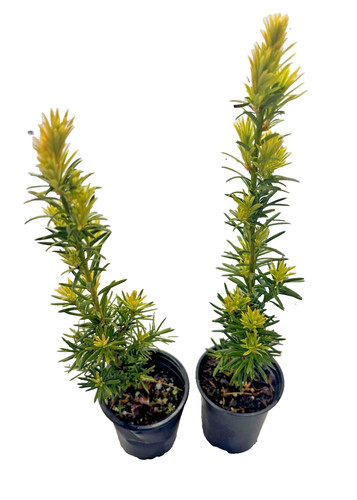 Taxus fastigiata - 2,