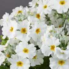 PRIMULA MALA WHITE GL 100