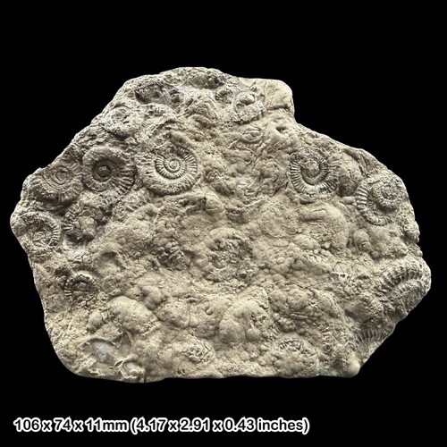 Promicroceras golden pyrite - promicroceras,