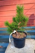 Pinus mugo Chameleon Dwarf