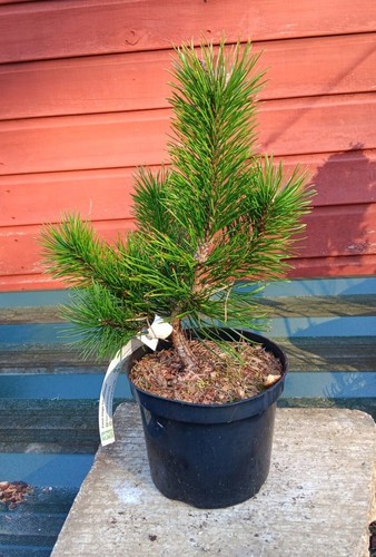 Pinus mugo chameleon - pinus, dwarf