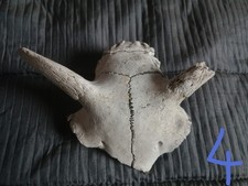 REAL SCOTTISH SHEEP SKULL 1 HALLOWEEN GOTH PROP DECOR ART TAXIDERMY SPOOKTOBER S