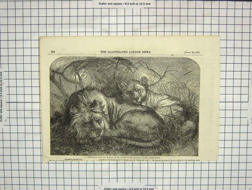 Old antique print 1856 - antique,
